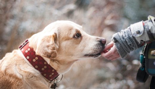 愛犬を長生きさせるための秘訣｜犬の長生きのために避けたいことも併せて紹介