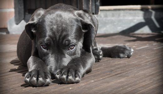 犬も反抗期を迎えることがある｜犬が反抗期を迎える年齢や行動、対処方法などくわしく解説