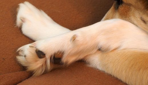 犬が爪切りを嫌がるのはなぜ？｜対処法と道具、注意点を解説