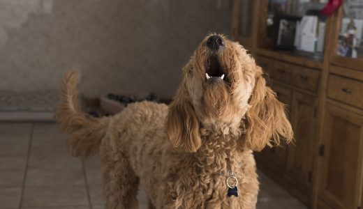 子犬が吠えるのはなぜ？｜5つの理由としつけ方をわかりやすく解説