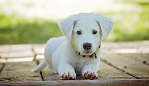 犬が興奮したときの対処法とは｜興奮の原因や注意すべきポイントも詳しく紹介