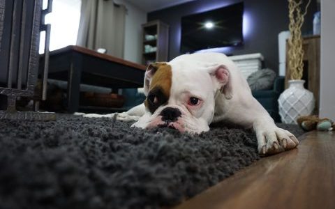 フローリングで犬が滑らないためにカーペットが必要？｜選び方やおすすめ商品を紹介