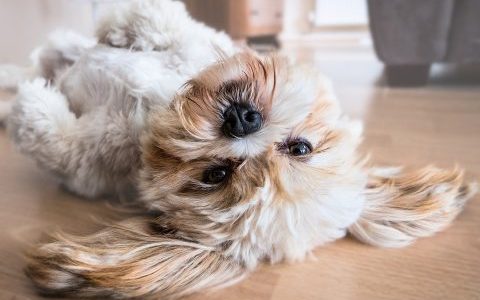 犬の関節炎の原因・サインは？｜疾患の種類・症状・予防や治療法まで詳しく解説