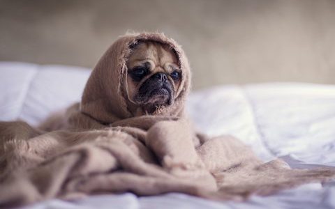 室内で犬を飼う場合のレイアウトのポイントは？｜準備から注意点まで詳しく紹介