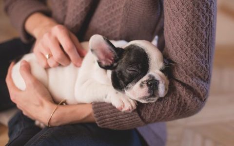 愛犬が喜ぶ撫で方や部位を知ろう｜犬を撫でるときのコツや注意点など詳しく解説