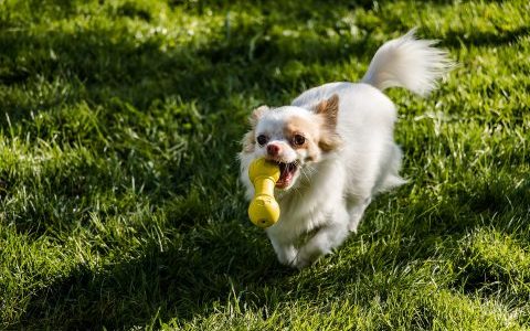 犬のダイエットは必要？｜肥満がもたらすリスク、愛犬の食事と運動面のポイントを紹介