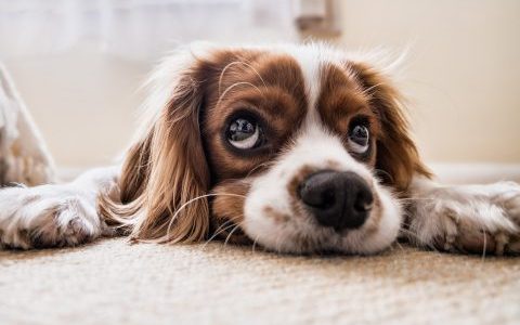 犬は反省する？｜叱られたあとの態度の見極め方・反省させる上手な叱り方