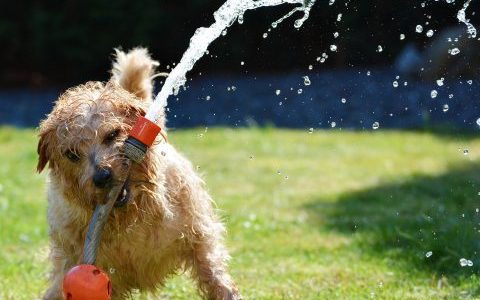 犬の熱中症対策は環境づくりが大切。｜症状や応急処置方法もわかりやすく解説