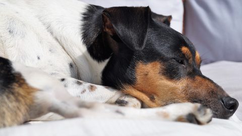 犬がトイレで寝るのはなぜ？｜6つの理由と9つの対策をくわしく紹介