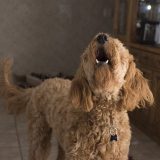 犬がキュンキュン鳴くのはなぜ？｜理由や鳴き方別の気持ち・注意点を解説