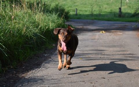 犬はなぜ脱走するの？｜理由や愛犬が脱走してしまった場合の対策など詳しく解説