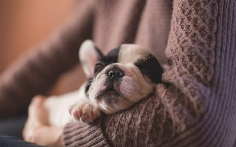 子犬の睡眠時間はどのくらい？｜快適な寝床づくりのポイントや注意点を解説