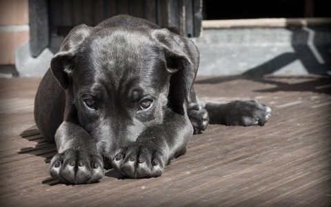 愛犬の匂いが気になる飼い主さん必見｜匂いの原因やすぐに試せる対策方法を紹介