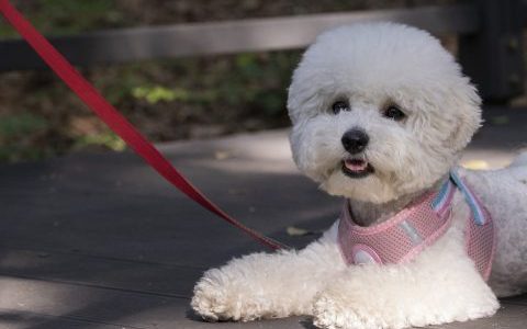 犬が散歩を嫌がるのはどうして？｜原因や対策を詳しく解説