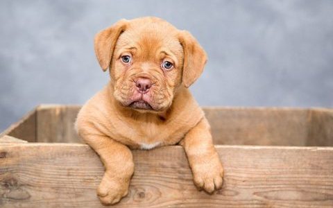 垂れ耳タイプの犬種14選｜垂れ耳の犬は必ず注意したい耳の病気についても詳しく解説