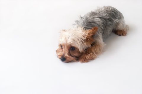 犬が穴を掘る理由とは 対策方法ややめさせるときの注意点を解説 愛犬 お悩みブログ