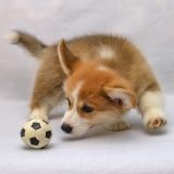 犬との遊び方を10種類紹介！｜犬との遊びが大切な理由・遊ぶ際の注意点を徹底解説！