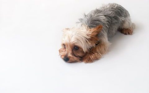 犬がついてくるのはなぜか｜愛情表現のほかに過度な後追いは「分離不安症」の心配もある