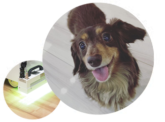 フローリング塗装用照射器と室内飼いの小型犬